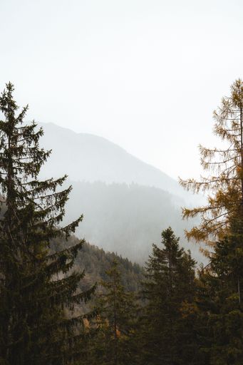 Serene mountain landscape with misty hills and evergreen trees under a soft sky.