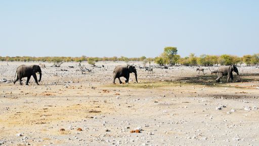 A group of elephants in the Safari in Etosha National Park, Namibia