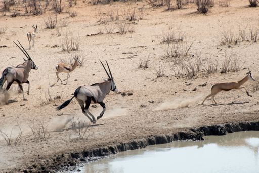 A group of antelopes running in the Safari in Etosha National Park, Namibia