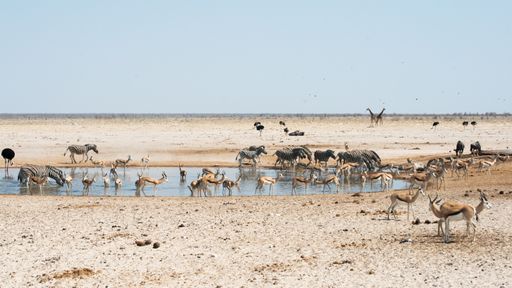 Different animals in the Safari in Etosha National Park, Namibia