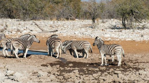 A group of zebras in the Safari in Etosha National Park, Namibia