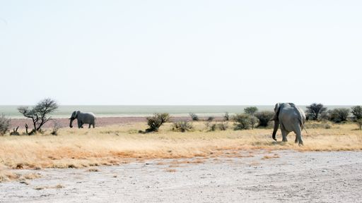 A group of elephants in the Safari in Etosha National Park, Namibia
