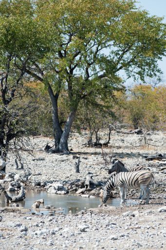 A group of zebras drinking water in the Safari in Etosha National Park, Namibia