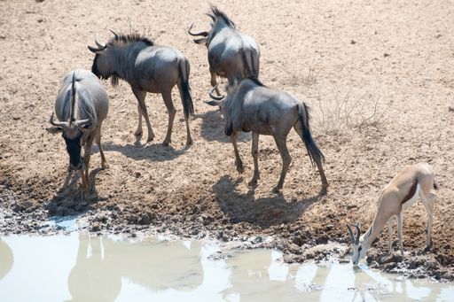 A group of buffalos in the Safari in Etosha National Park, Namibia