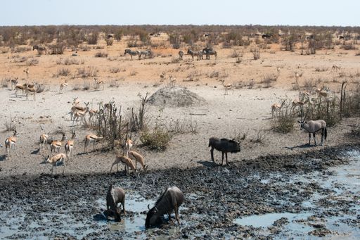 The animals drinking water in the Safari in Etosha National Park, Namibia