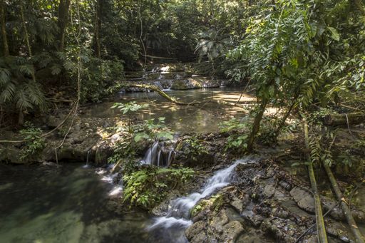 A small water stream in the forest near the lost Mayan city of Palenque in Mexico