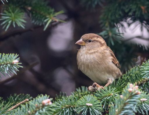 A closeup shot of House Sparrow