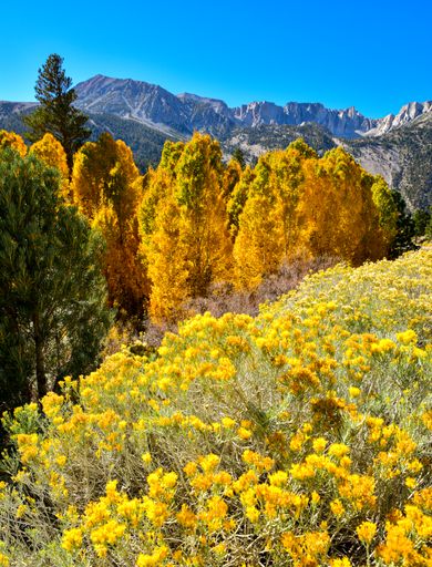 A vertical shot of a wildflower field and colorful autumn trees near mountains