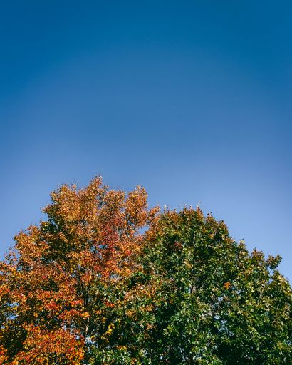A vertical shot of half fall and half spring leaves on a tree