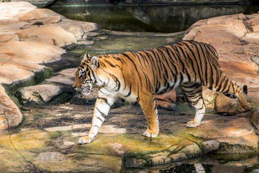 A tiger walking in the cage in the zoo