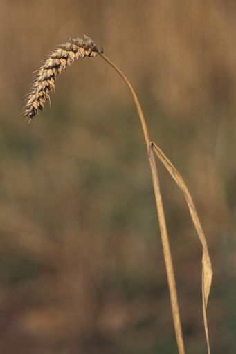 A vertical closeup shot of dry wheat with blurred background in devon, UK