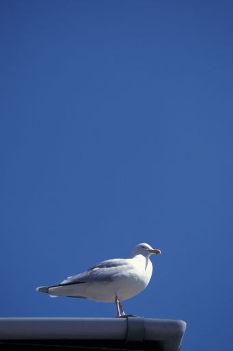 A vertical shot of a laughing gull on a rooftop with clear blue sky in the background in devon, UK
