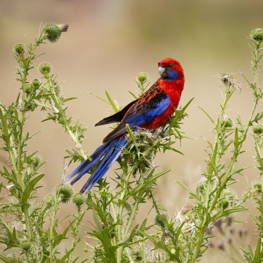 A vibrant Eastern Rosella perched among green thistles, showcasing its bright red and blue plumage against a soft background.