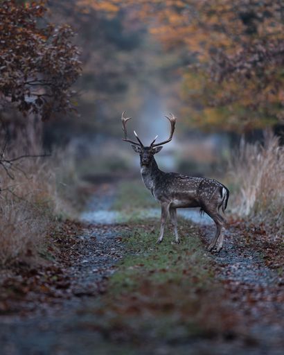 A majestic deer stands on a forest path surrounded by autumn foliage, showcasing nature's beauty and tranquility.
