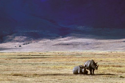 A beautiful shot of two rhinos on a dry grassy field with mountains in the distance in Ngorongoro crater, Tanzania