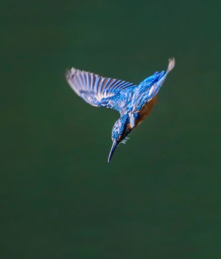 A vibrant kingfisher diving mid-flight against a blurred green background.