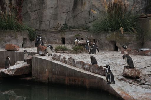 Humboldt penguins gather in a rocky, concrete zoo enclosure