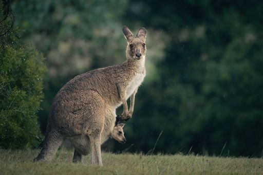 A kangaroo with a joey in its pouch stands on grass in a natural setting, with a blurred green background.