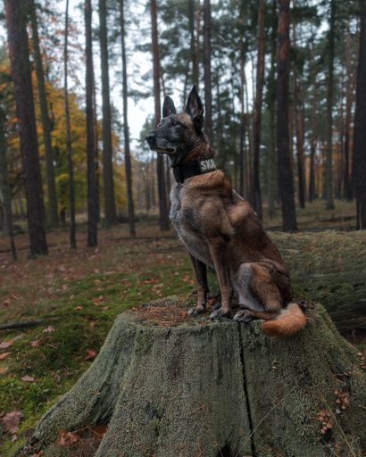 A Belgian Malinois dog sits on a mossy tree stump in a dense forest, showcasing its alertness and natural surroundings.