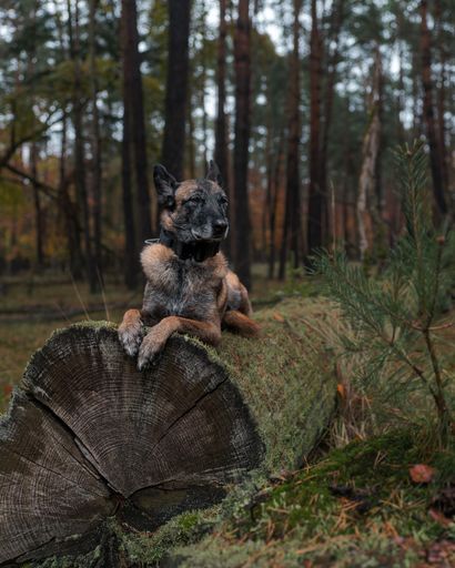 A Belgian Malinois dog resting on a moss-covered log in a forest setting, surrounded by tall trees and natural foliage.