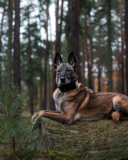 Alert Belgian Malinois dog lying on a mossy log in a dense forest setting.