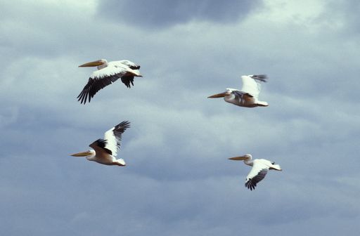 A close shot of pelicans flying with a blue cloudy sky in the background in Lake Bogoria National Park in Kenya