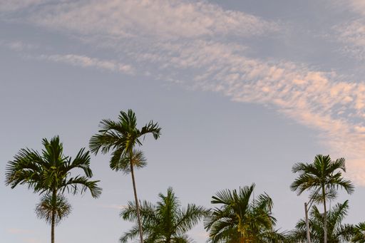 A beautiful view of palms under the blue sky in Fort Lauderdale, Florida. US
