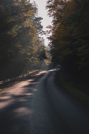 A vertical shot of the sun shining through trees onto a road
