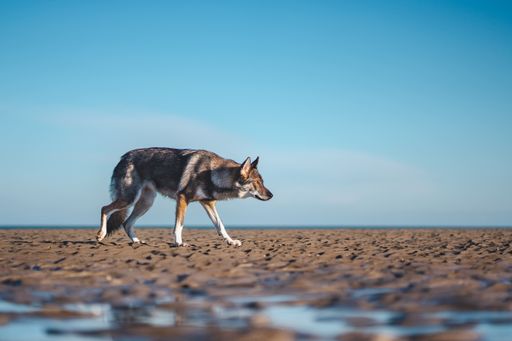 A wide selective shot of a concentrated brown and white wolfdog walking on a brown ground