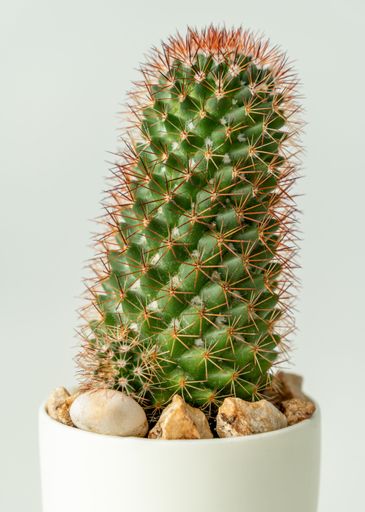 Close-up of a cactus plant in a white pot with pebbles, isolated on a light background.