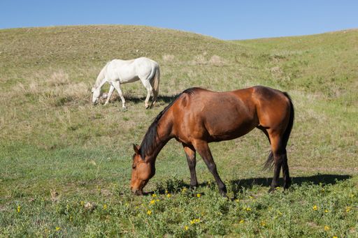 A couple of horses grazing on grassy field set on a slope
