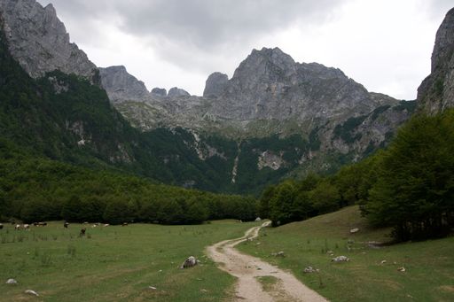 Scenic mountain landscape with a dirt path and grazing cattle under a cloudy sky in the Accursed Mountains, Albania.