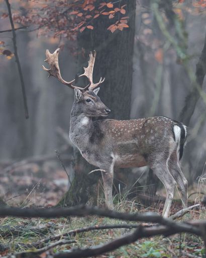 A majestic deer with antlers stands in a misty forest surrounded by autumn foliage, showcasing the beauty of wildlife in nature.