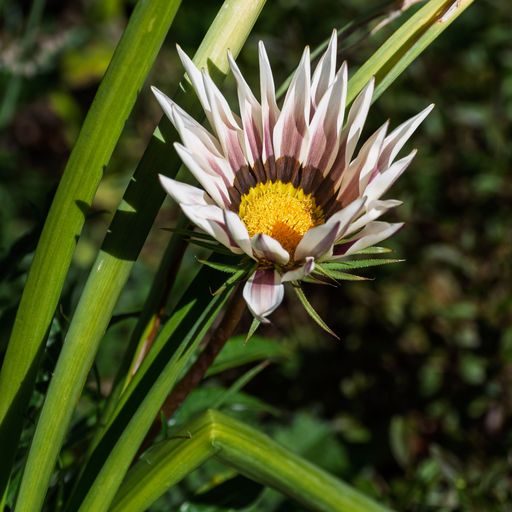 Close-up of a Gazania flower with white and pink petals and a yellow center in a garden setting.