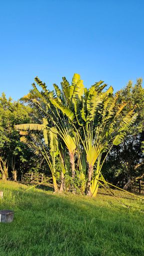 A vibrant green tropical plant under a clear blue sky, with lush grass in the foreground, capturing the essence of a sunny day.