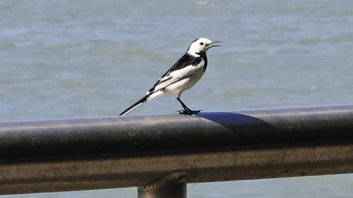 A Pied Wagtail bird on a metal railing with a blurred water background