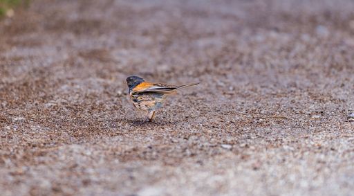 A small Fringilla montifringilla foraging for food in California's natural habitat.