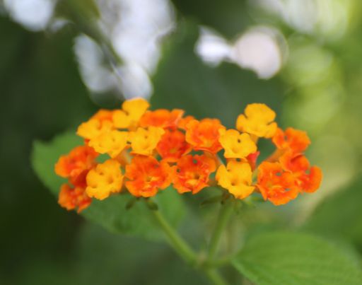 A closeup shot of orange Lantana flowers