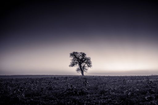 A solitary tree stands in a vast field under a gradient sky, creating a serene and minimalist landscape.