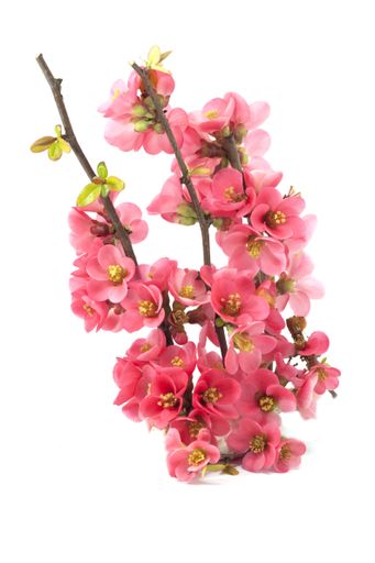 A vertical shot of the closeup of a pink wild peach blossom isolated on a white background