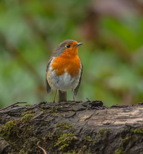 A European robin perched on a mossy log in a forest setting with a blurred green background.
