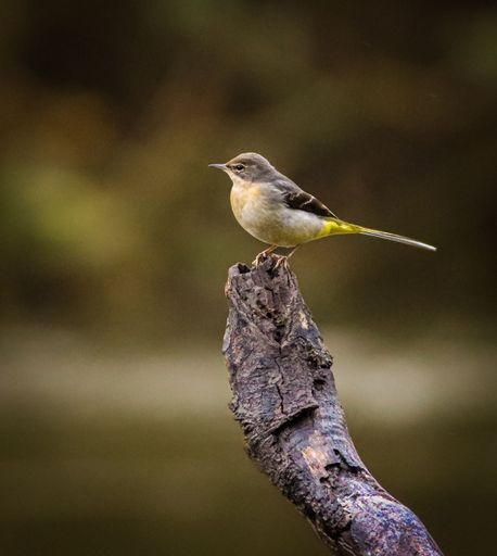A yellow wagtail perched on a branch against a blurred natural background, showcasing its vibrant plumage.