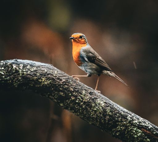 A vibrant robin perched on a mossy branch against a blurred natural background, showcasing its bright orange breast.