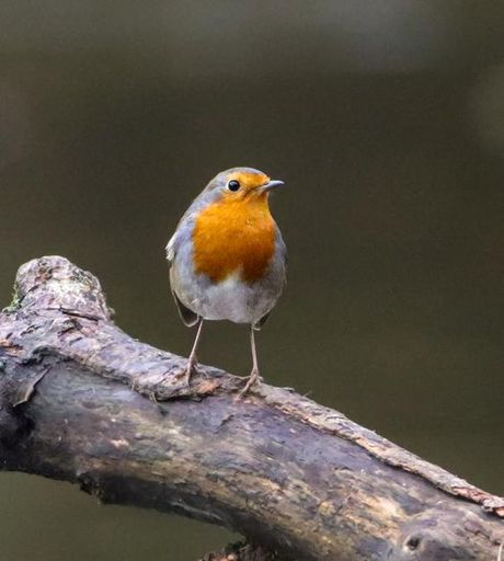A European robin perched on a branch with a blurred background, showcasing its vibrant orange chest and delicate features.