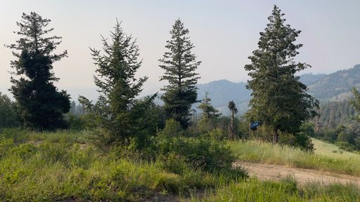 A natural view of pine trees and fields in the countryside