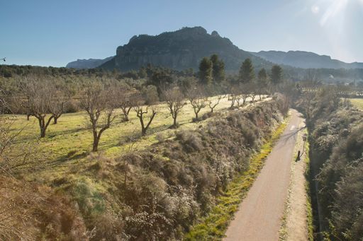 Scenic view of a rural path lined with trees under a clear blue sky, with a mountain in the background, capturing the essence of nature.