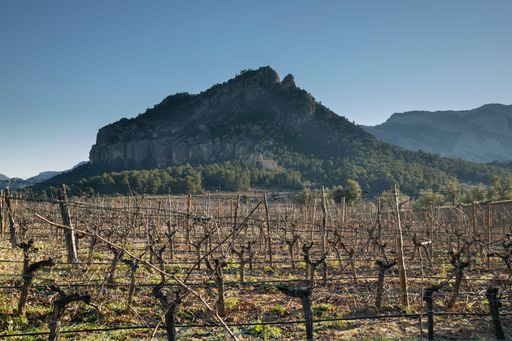 Vineyard with bare vines set against a scenic mountain backdrop under clear blue sky, capturing the essence of rural tranquility.