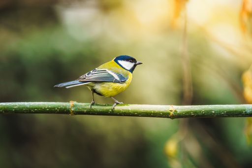 A vibrant great tit bird perched on a branch with a blurred natural background.