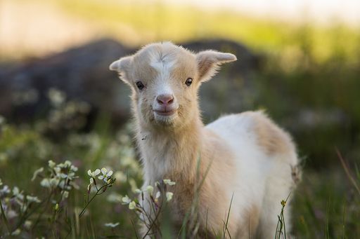A portrait of an adorable baby goat in the wild