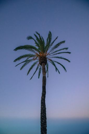 A solitary palm tree silhouetted against a vibrant twilight sky, capturing the essence of a tropical evening.